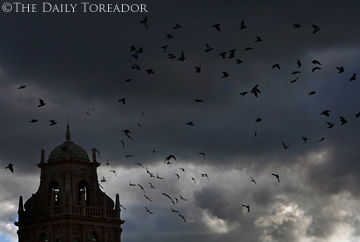 The Birds